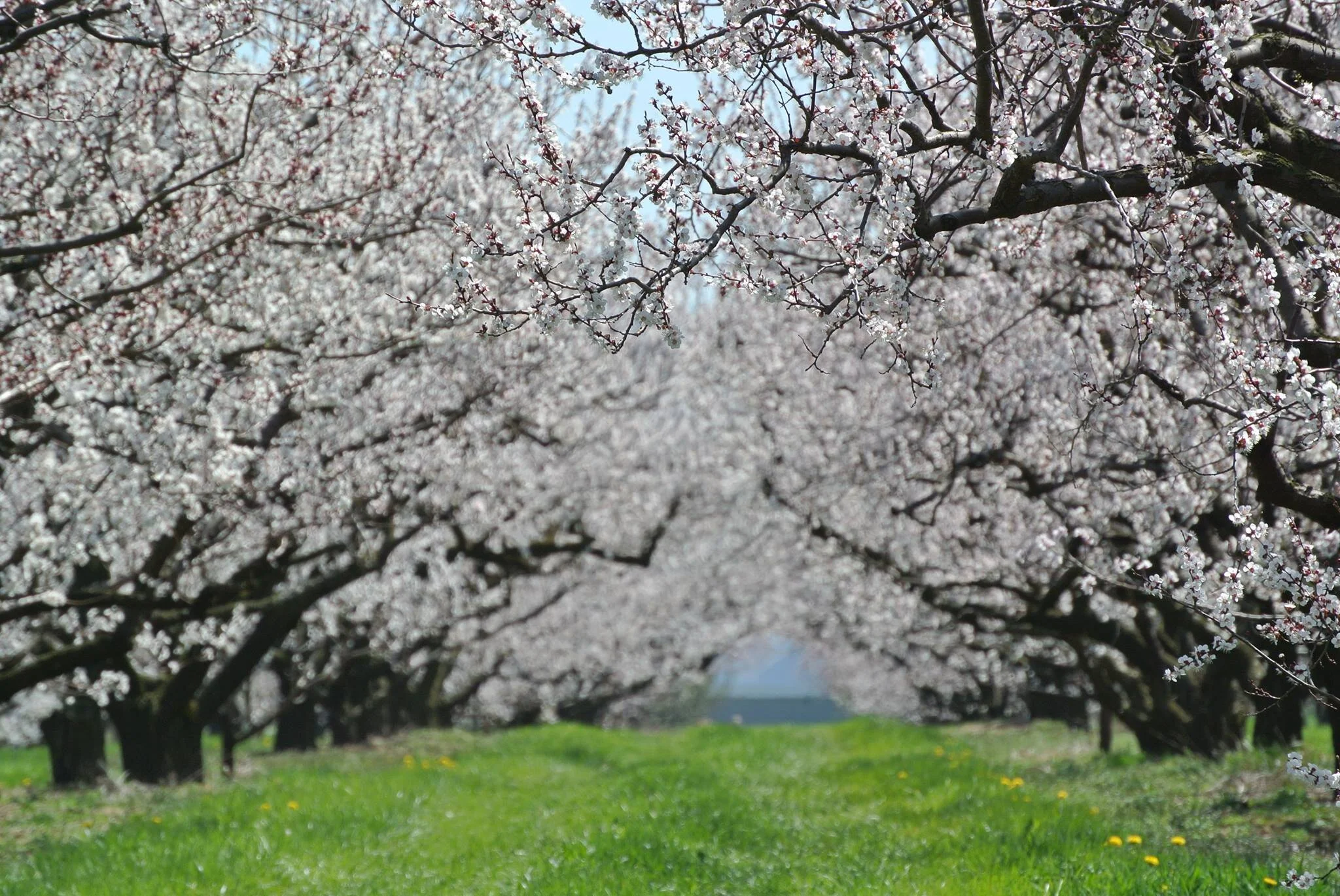 Classes — Cherry Avenue Farms