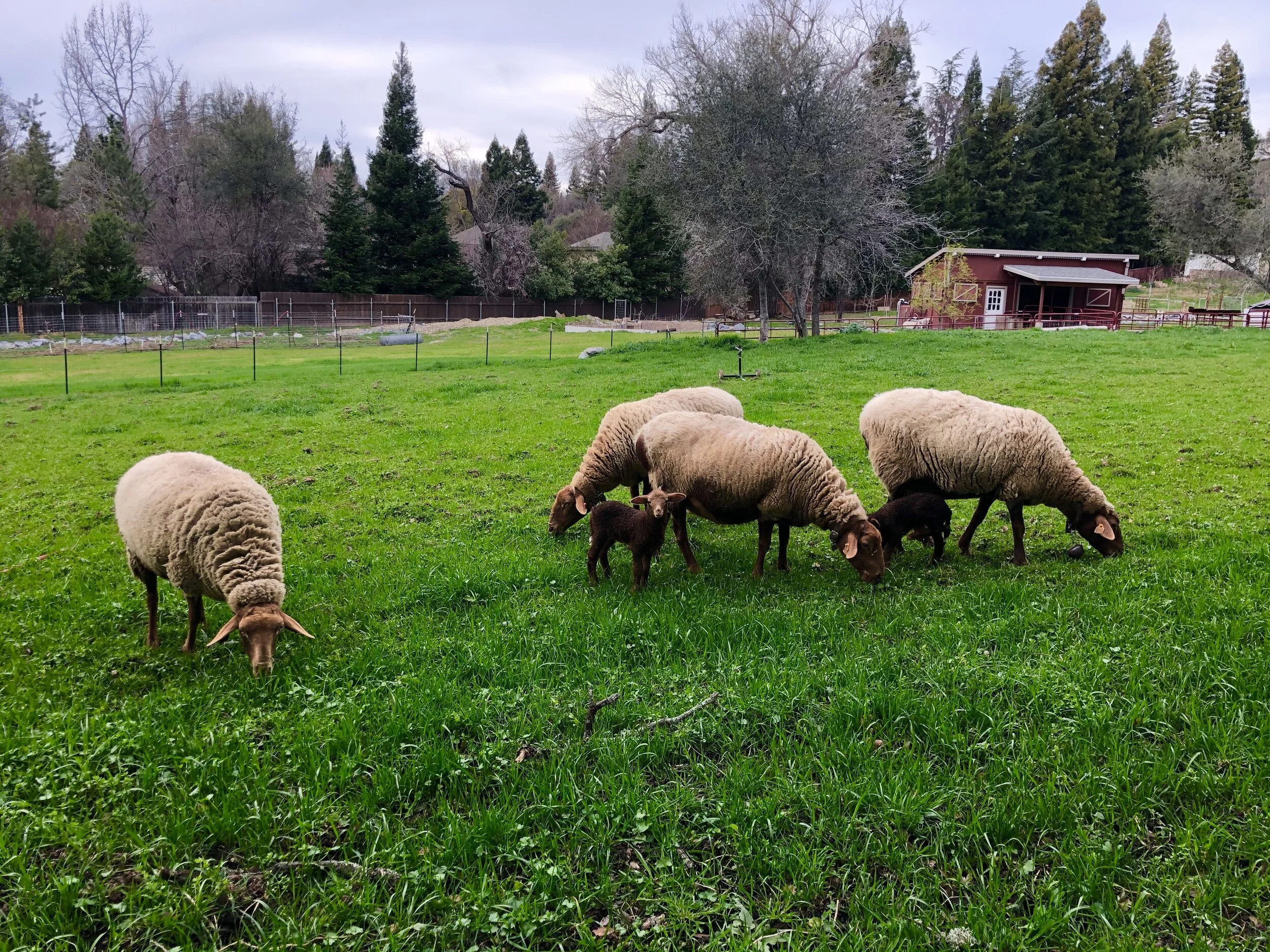 FOLSOM FARM
