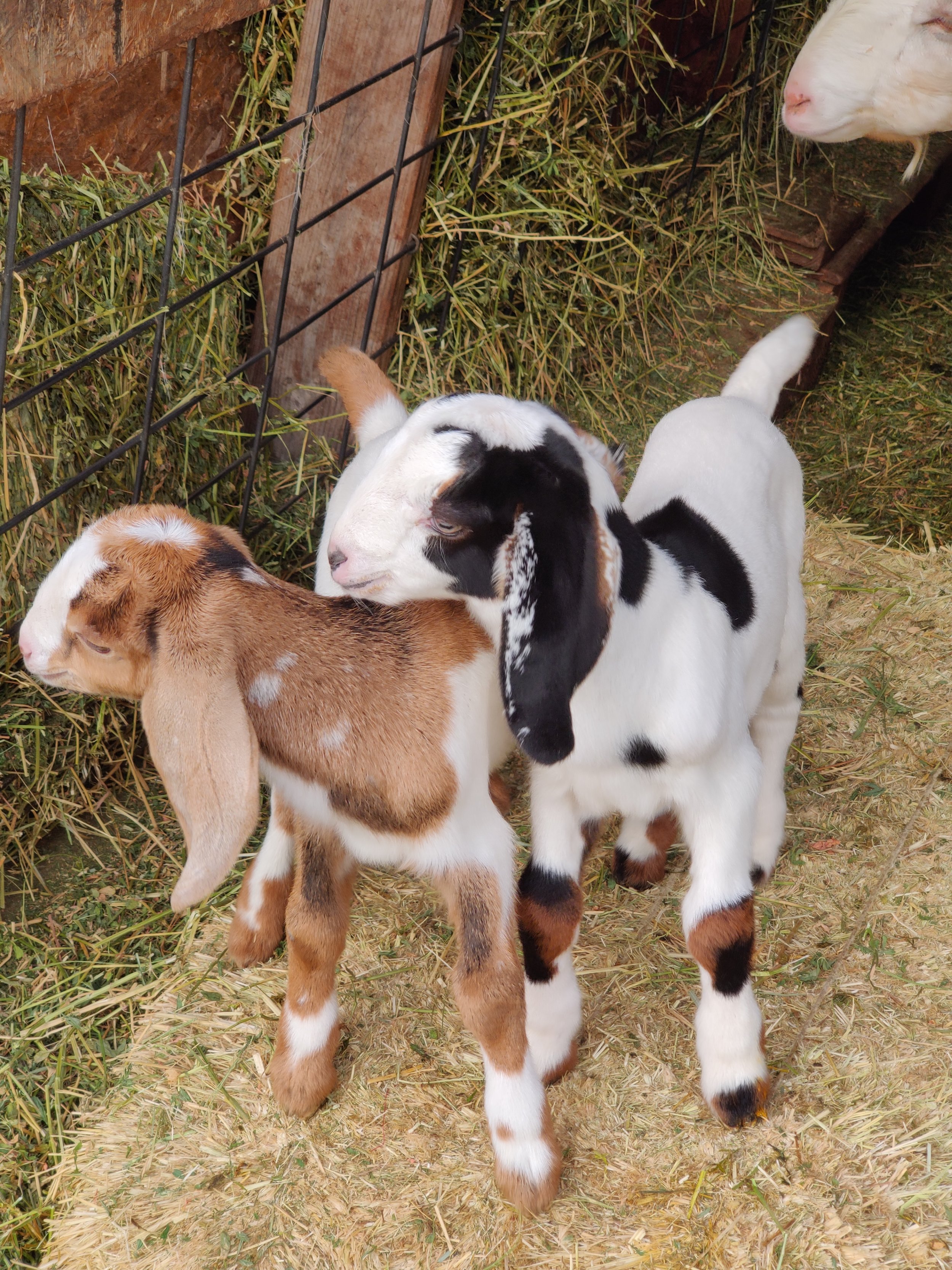 Ivy's twins, Penny Lane (brown and white) and Pinball Wizard (white with black and brown)
