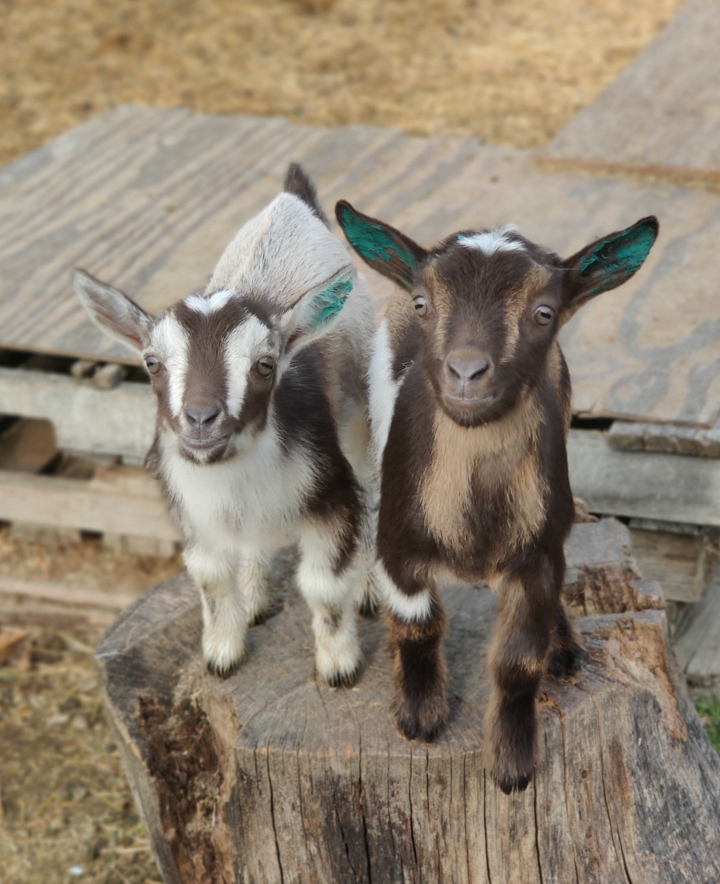 Isadora (retained) on left, brother Colonel Mustard on right
