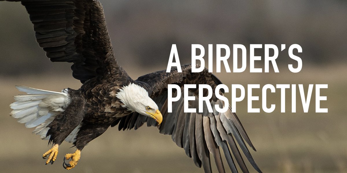 A Birder’s Perspective