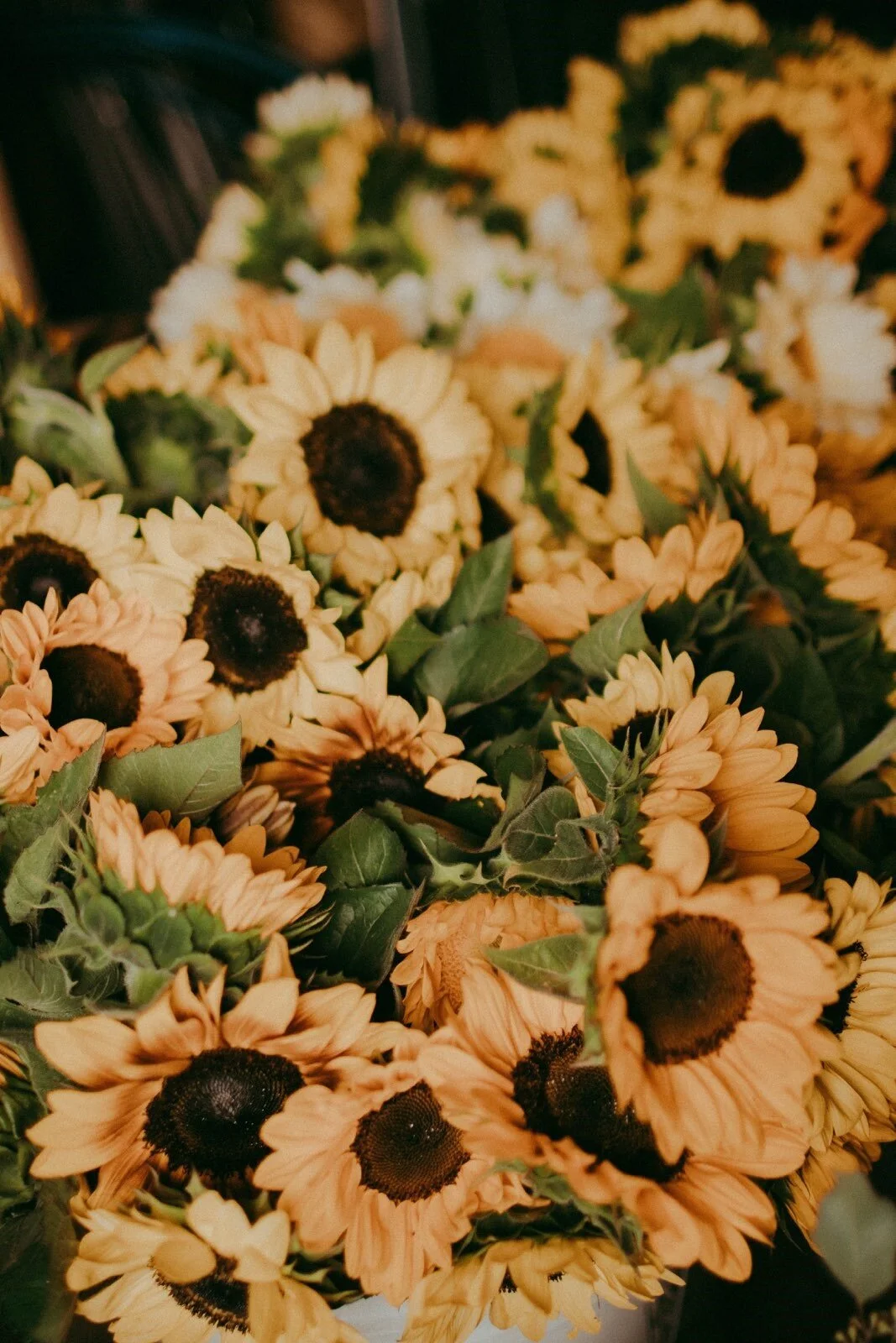 Sunflower Bundles -