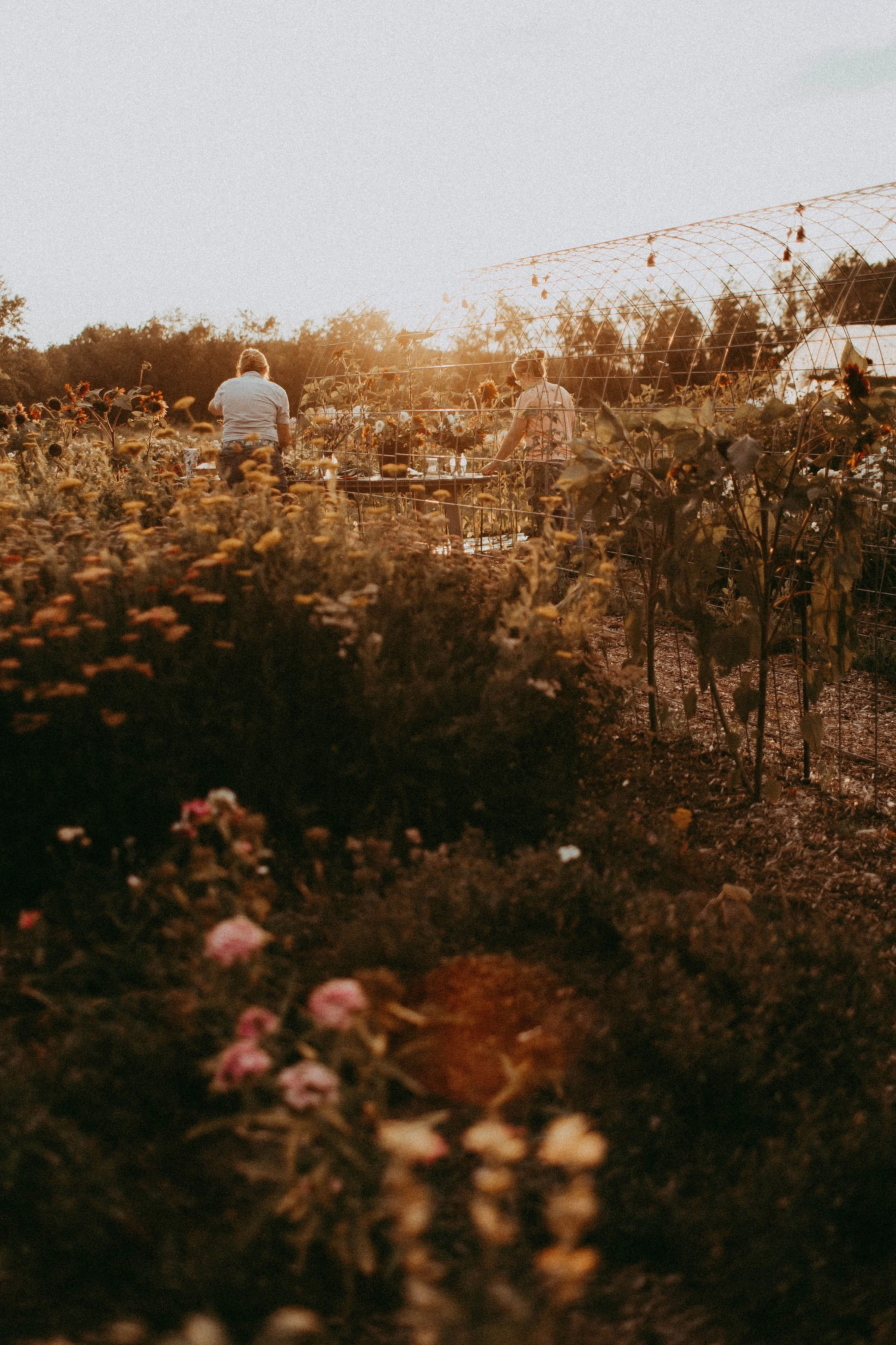 Summer U-pick Nights