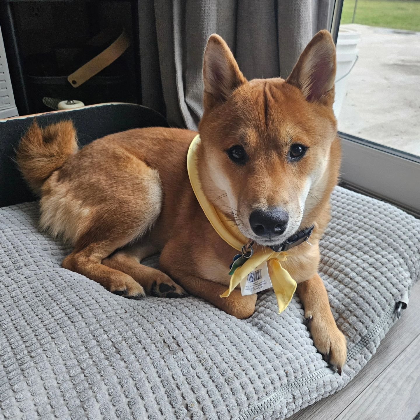 It's this little devil's first birthday! Happy birthday, Toast! May you find and rip all the tags off of our blankets and annoy the hell out of everyone in the house while keeping that smile on your face.

#shiba #shibainu #puppy #pupstagram #dog #do