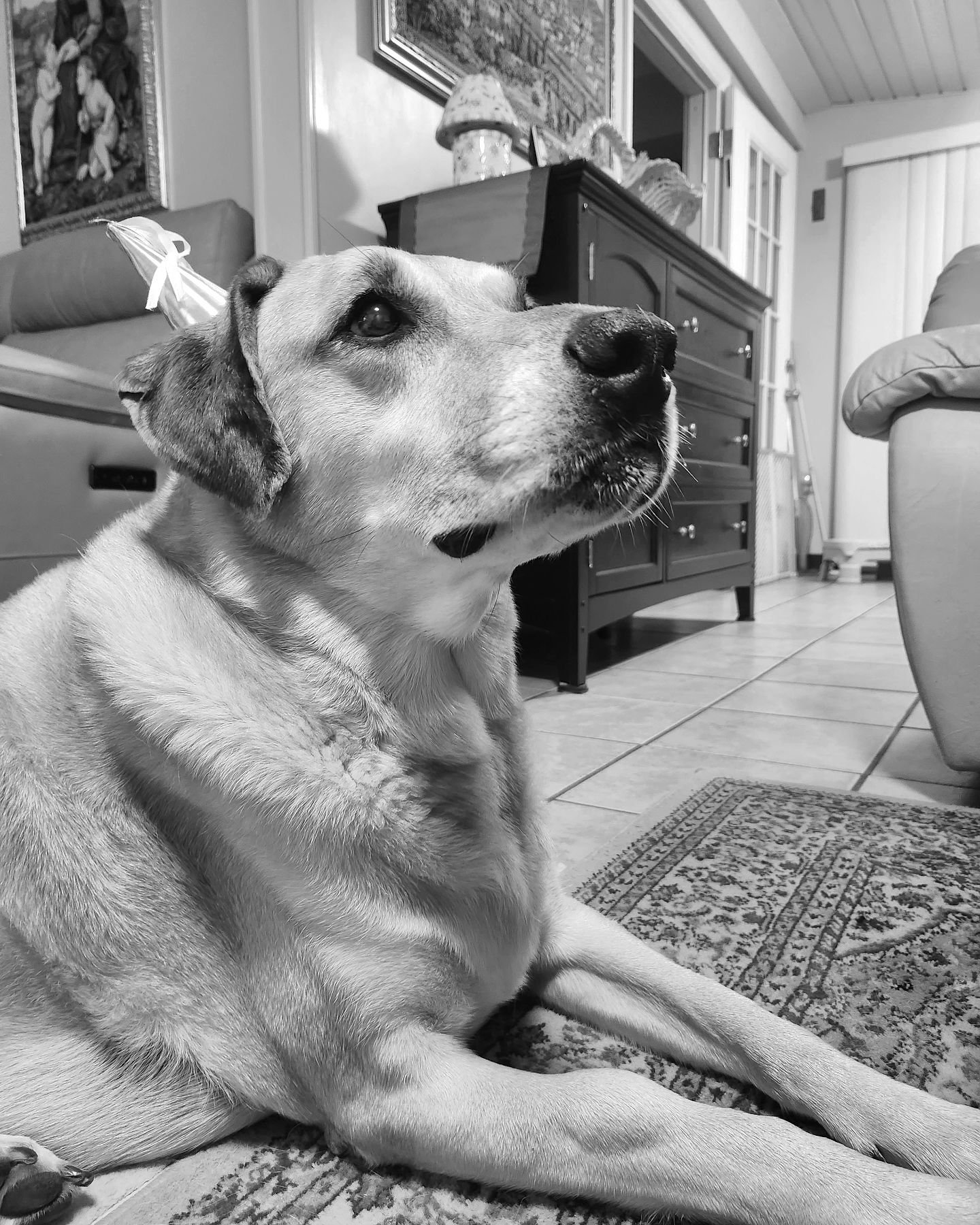 Yesterday, we unfortunately had to say goodbye to Tia. She had a tumor on her right leg that was removed once through surgery, but it came back and was worse than before. We could only do so much for her since the tumor became inoperable and untreata