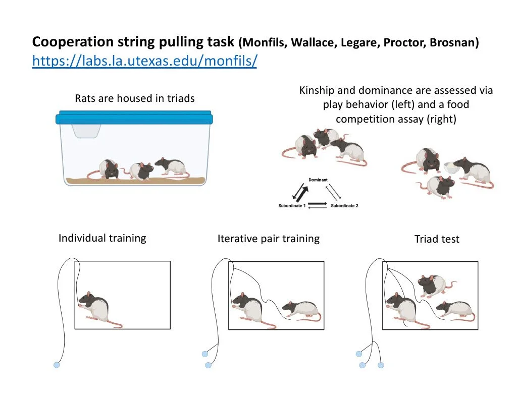 Collective Intelligence in Roaches and Rats — Center for Applied ...