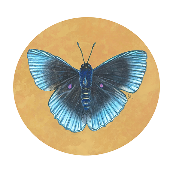 Apollo Metalmark Moth 8x8 Print