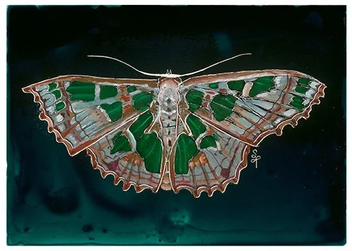 Scopula divisaria 5x7 print