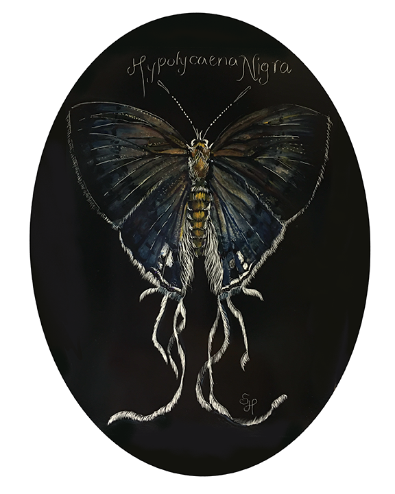 Hypolycaena Nigra Moth 8x10 Print