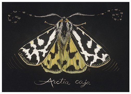 Arctia Caja 5x7 print