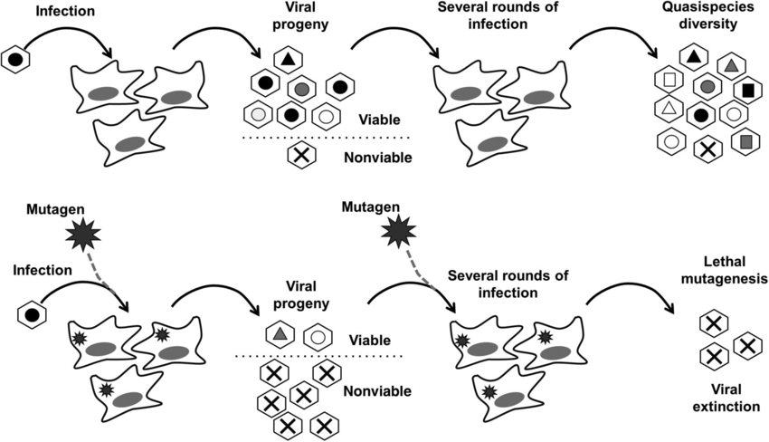 Lethal Mutagenisis.png