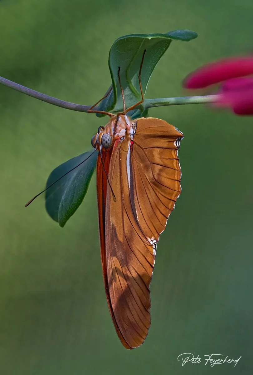 IMG_5185_stack_1.jpg