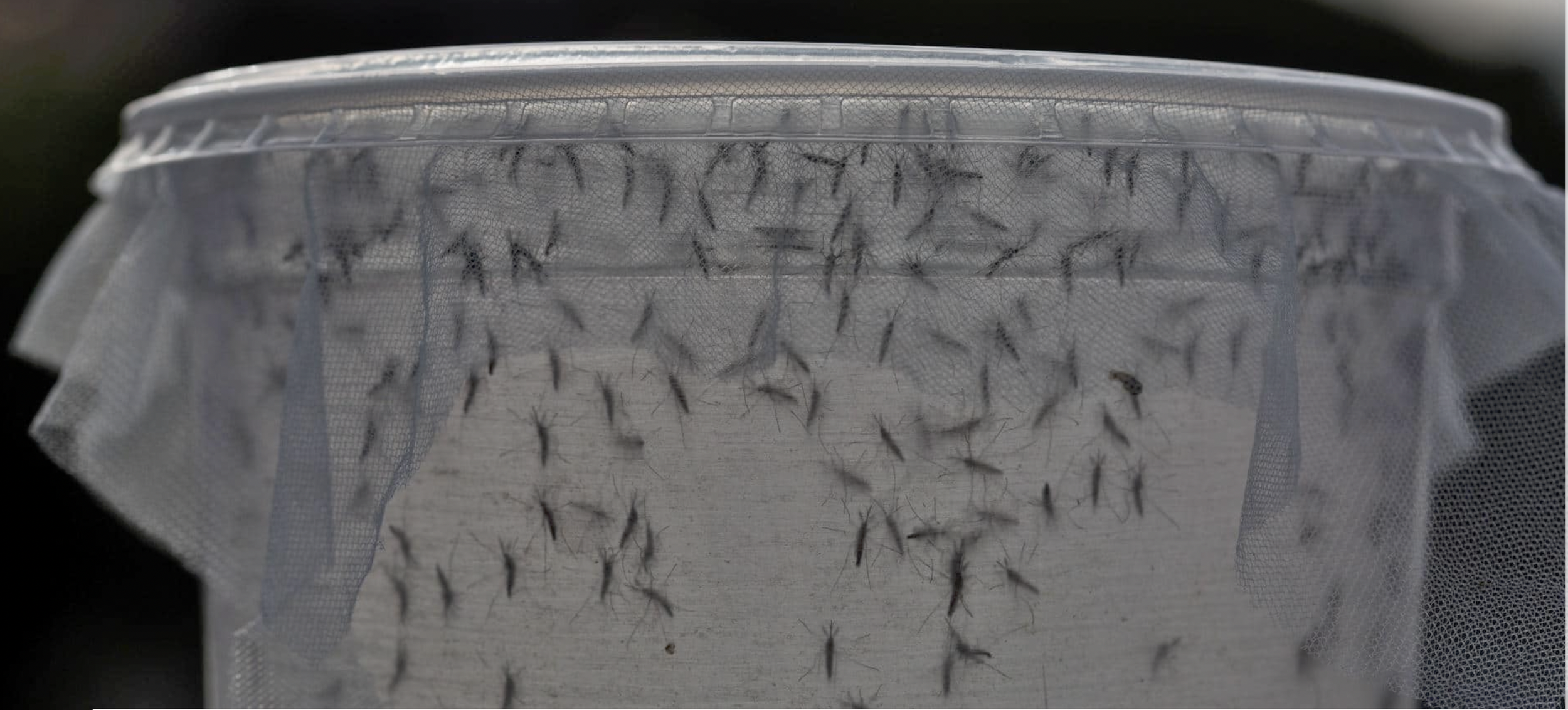 Undark mosquitoes .png