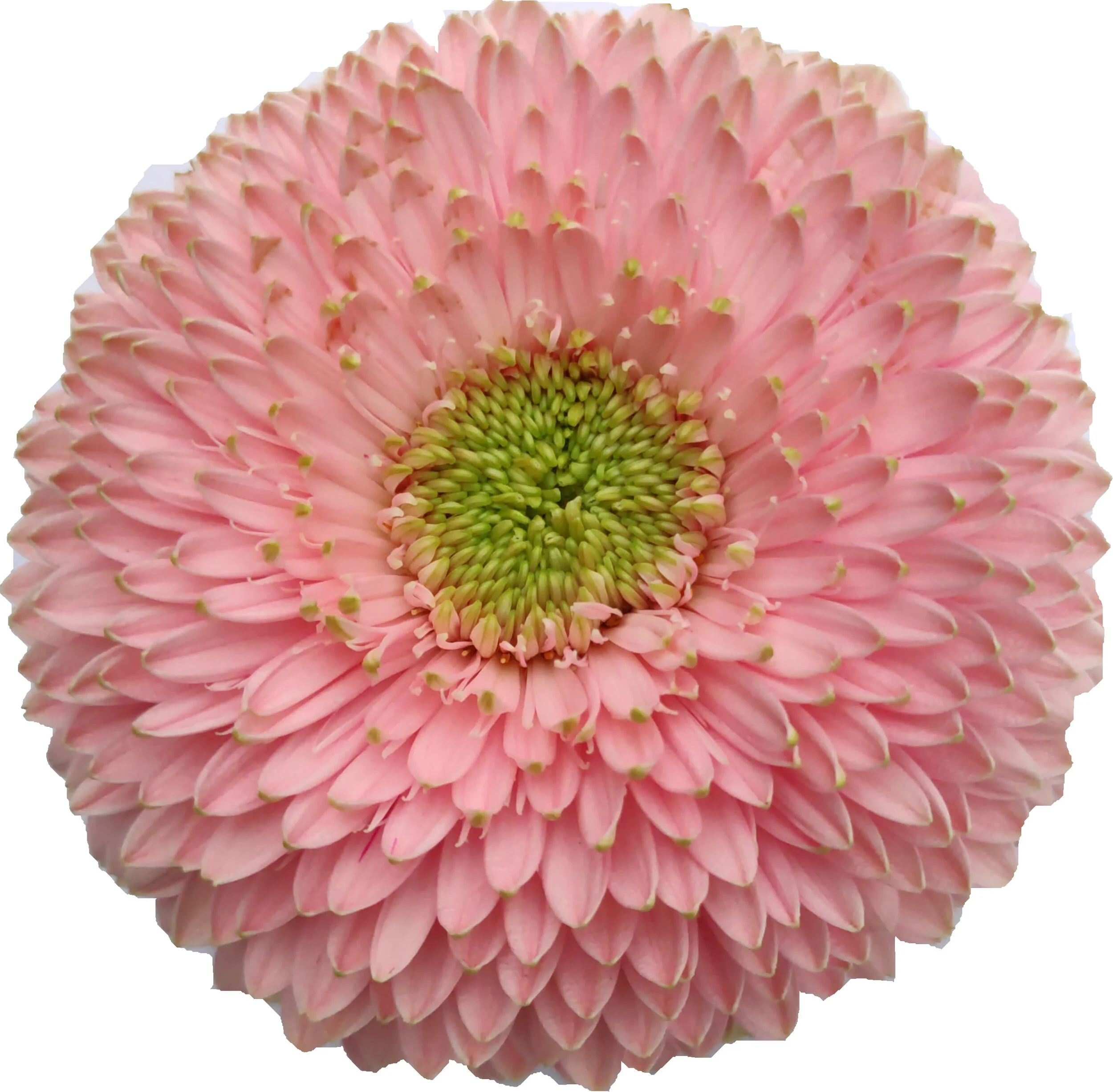 Pomponi Panucci