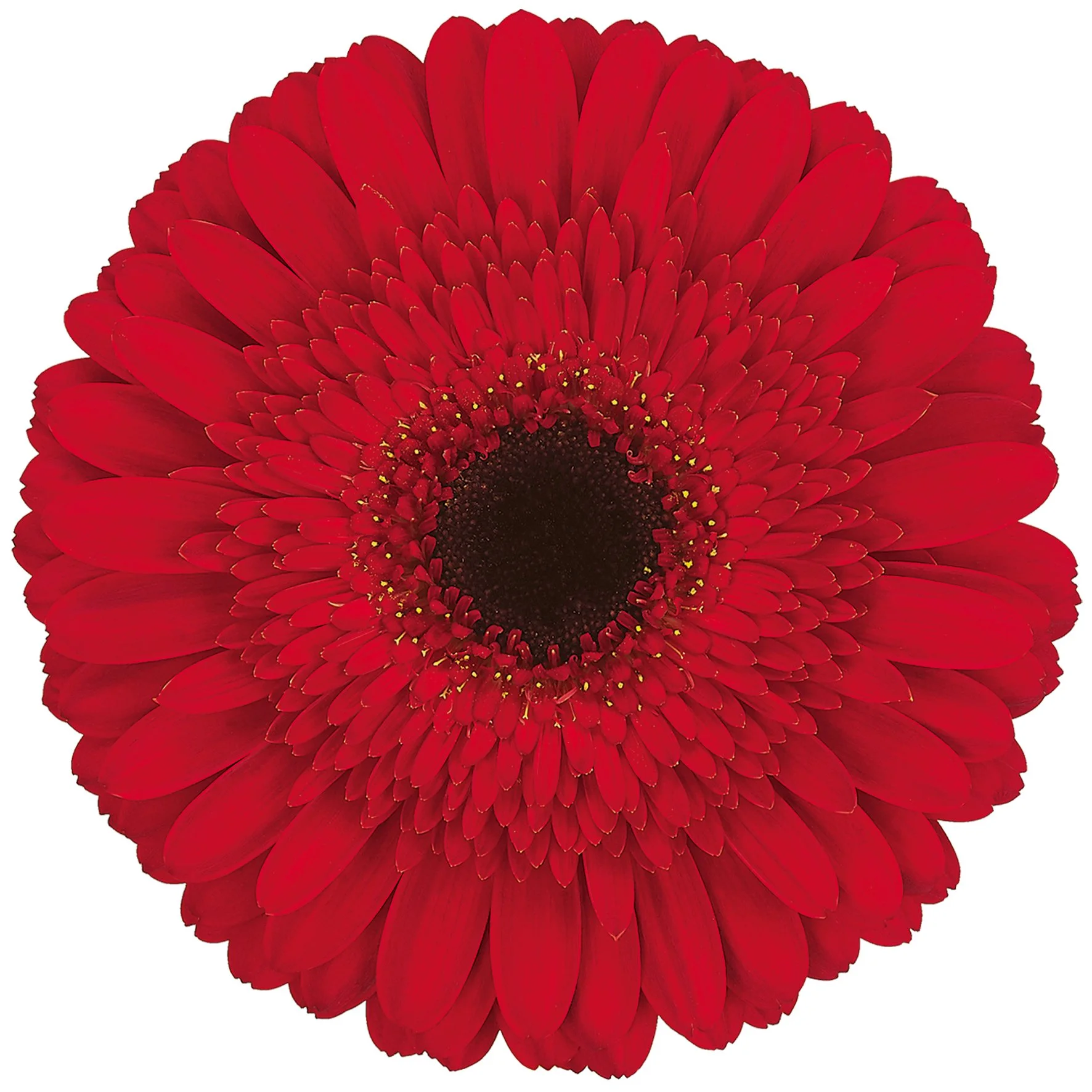 Gerbera | Dynamic