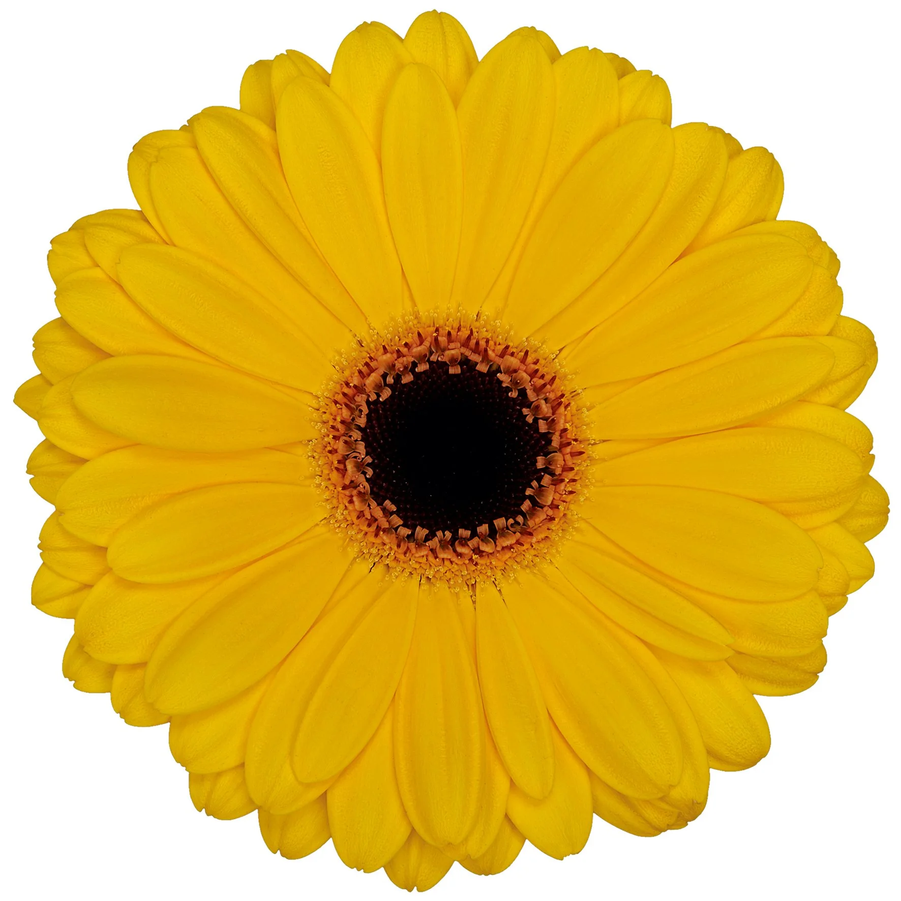 Gerbera | Goldstrike