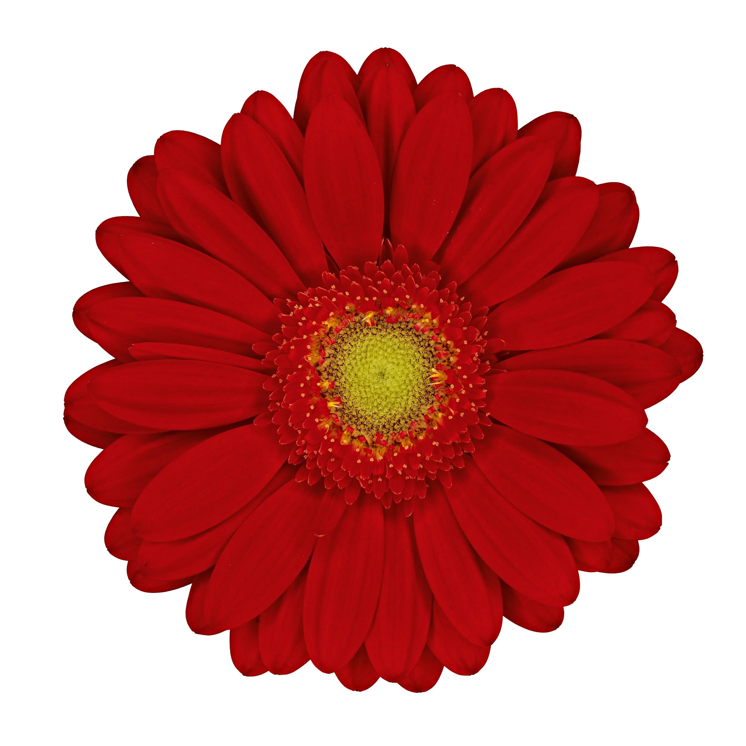Germini | Matina