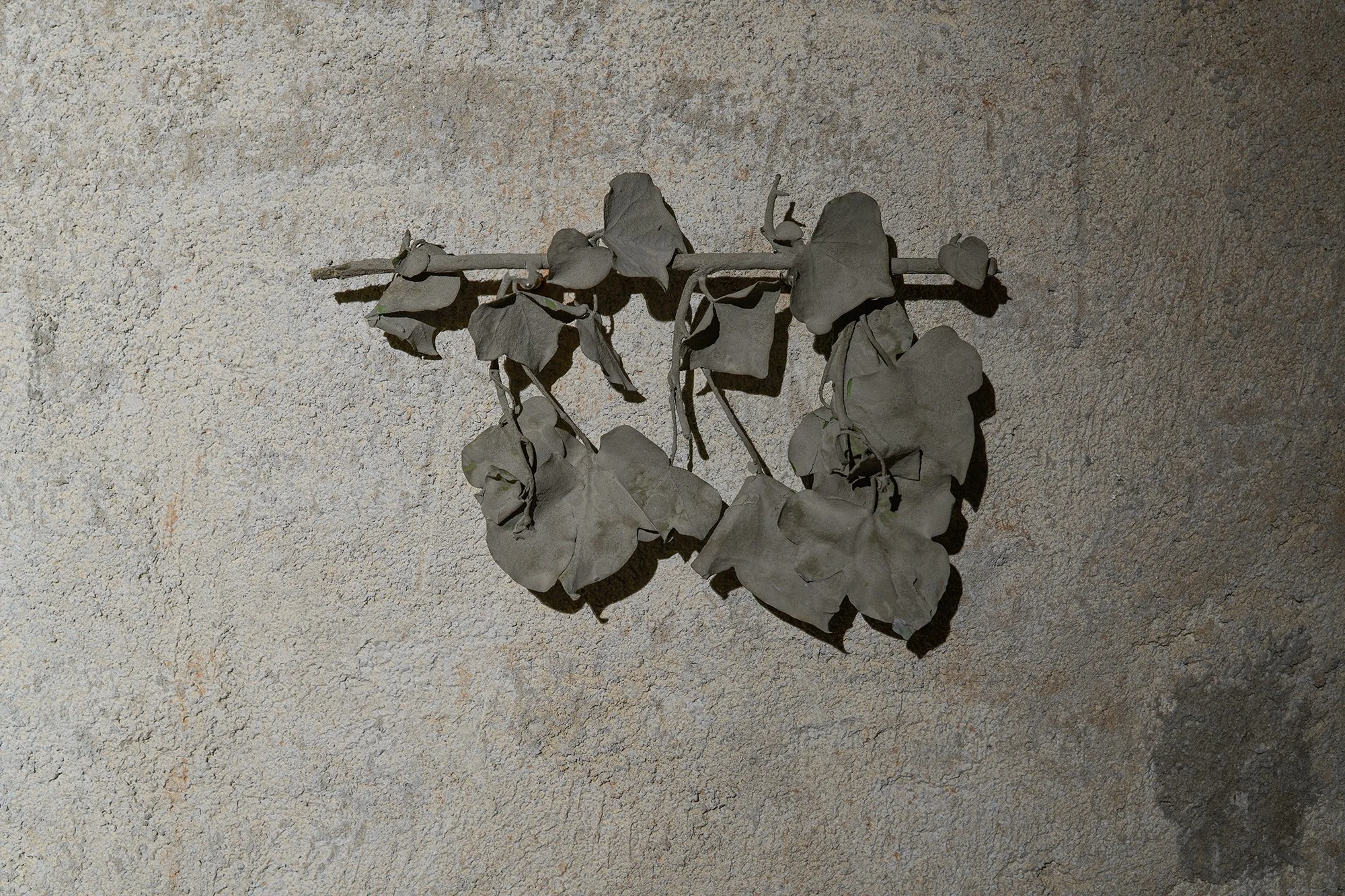 Anzhelika Palyovda WHEATNESS, size variable, concrete, found plants, 2026