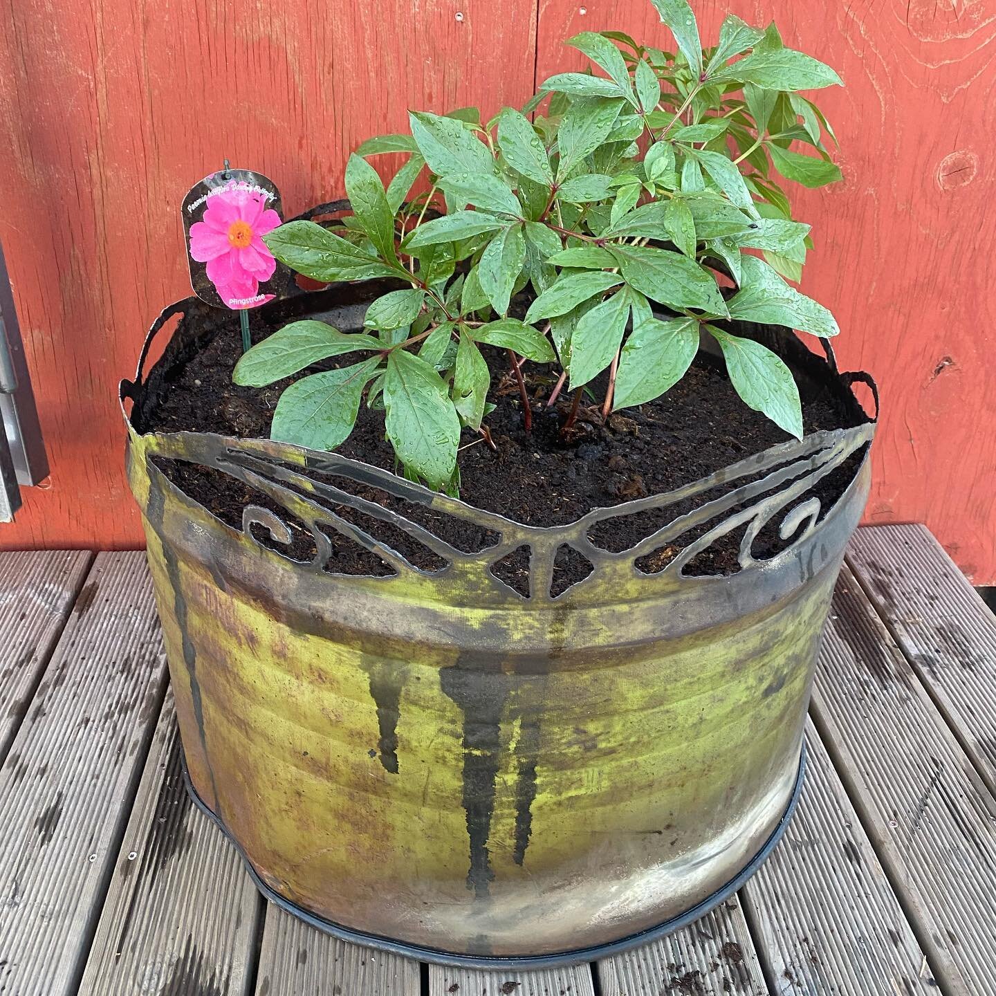 Todays one day build: repurposing an oil barrel for Peony planters. Designed by @annielocke @concrete_formingwork and fabricated by @kimetalsolutions💥 
.
.
.
#plasmacutting #plasmacut #oilbarrel #repurposed #urbanfarming #peonies