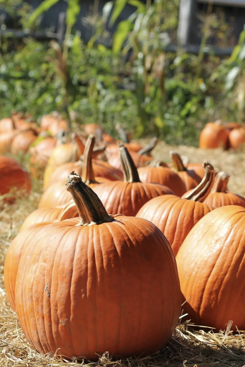 Kürbis – Dein Nährstoff-Allrounder im Herbst