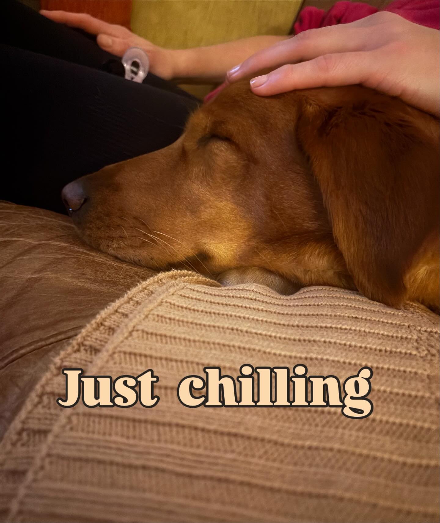 #relax #labrador #chilling #love