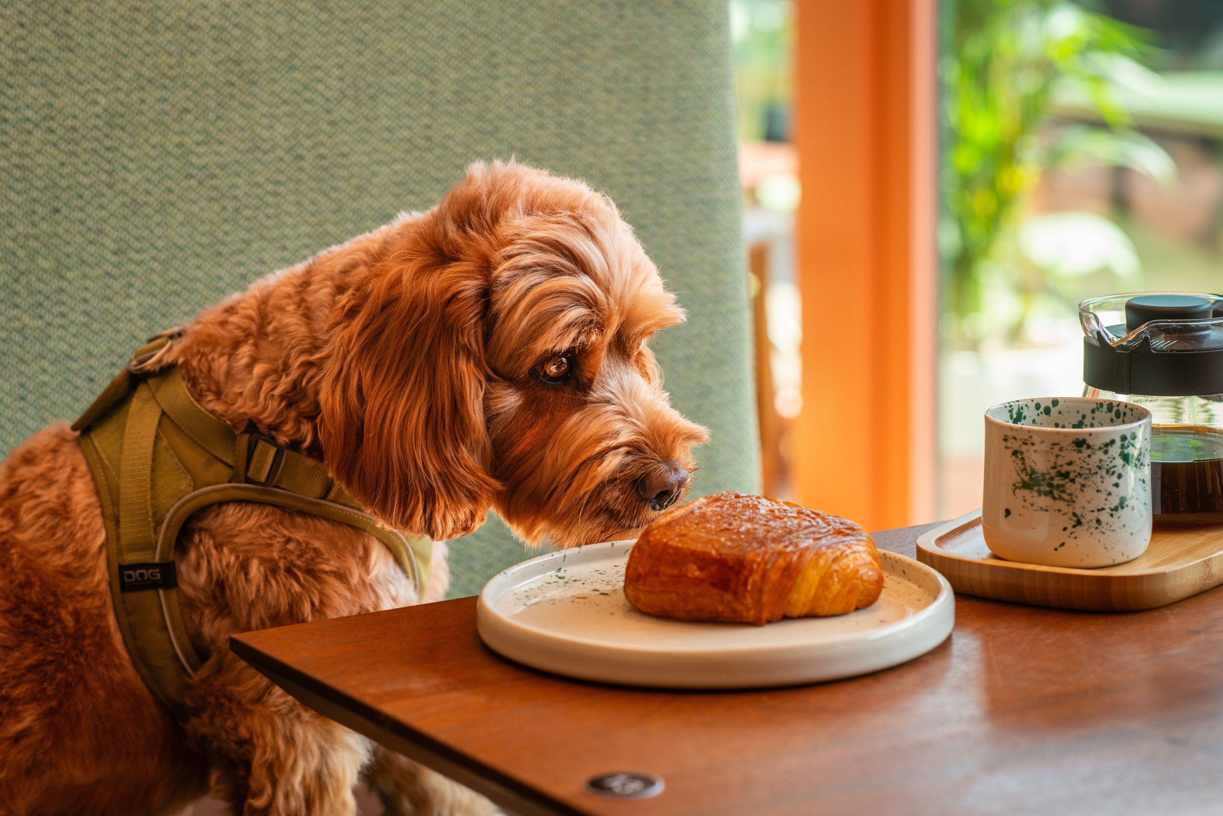 Cockapoo dog at Chasing Rabbits cafe in Hove sniffing a croissant