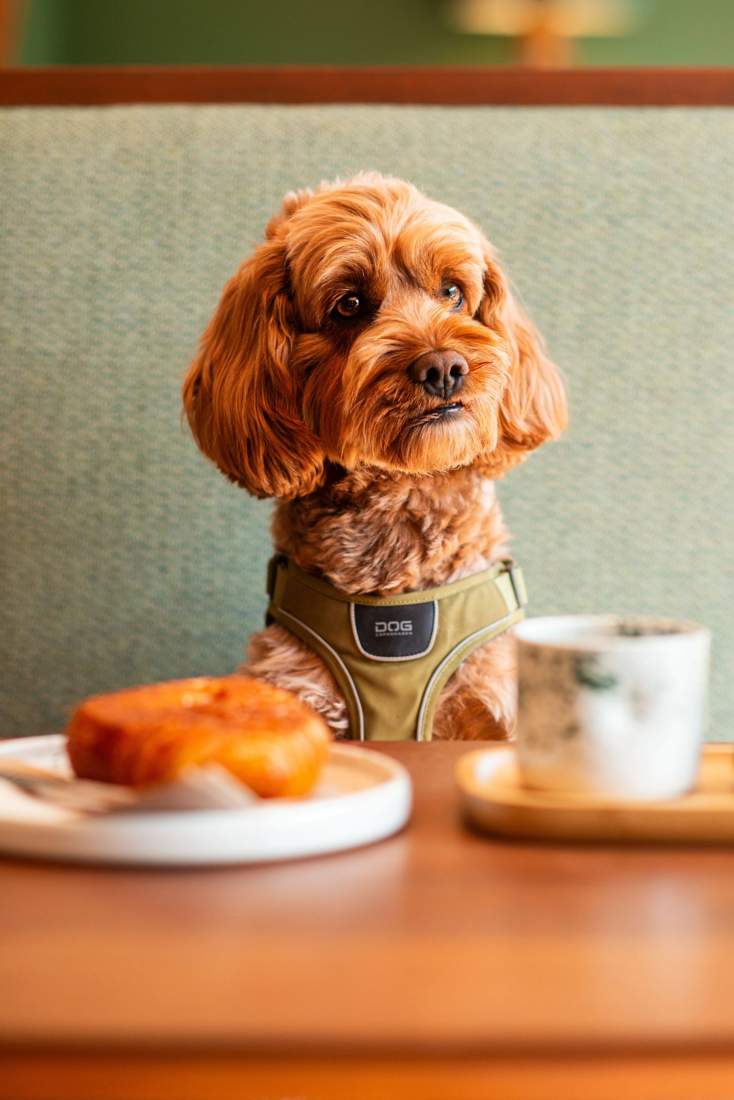 Cockapoo dog at Chasing Rabbits cafe in Hove