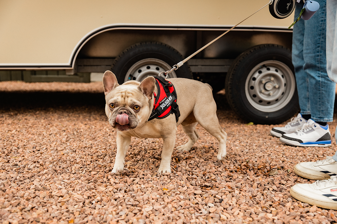 Dog at the Pinkfoot Café trailer in Kinross, Scotland