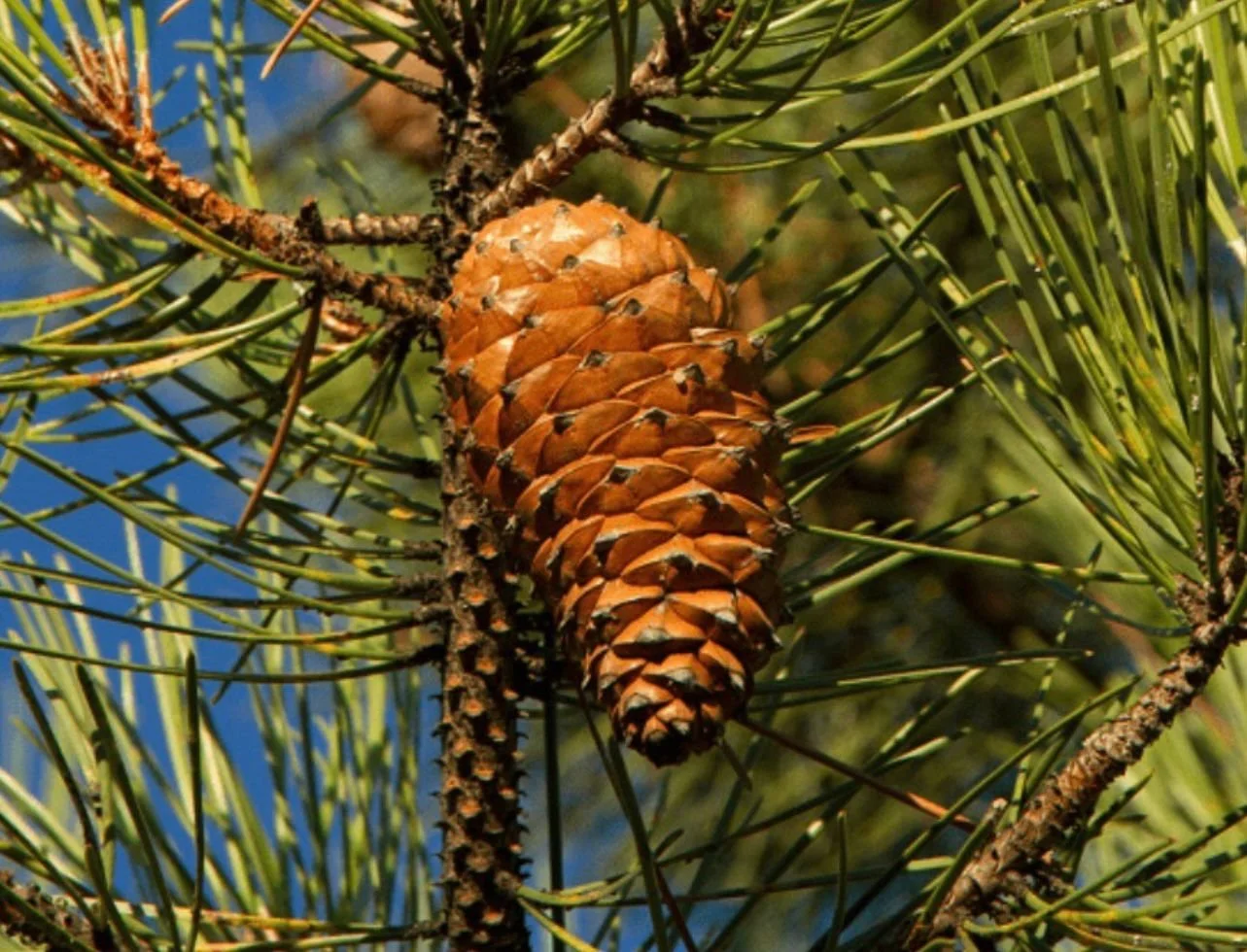 Coaching for Bridging diet and wellbeing, Nutritional guidance and supplements, Supplements for resilience and energy, Diet and lifestyle balance support, Age-related nutrition coaching, Holistic health and supplements for nutrition and modern living