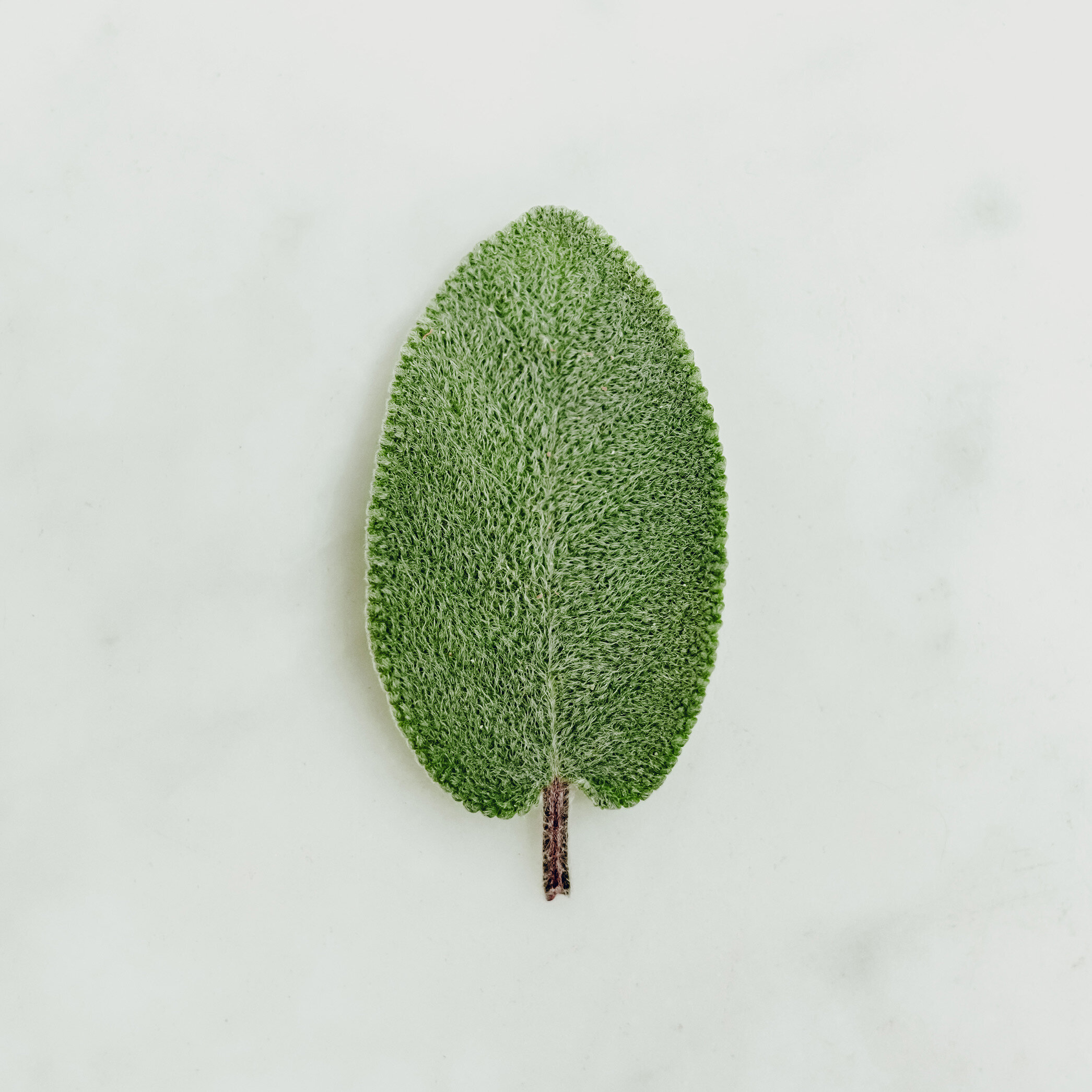 El poder de la salvia