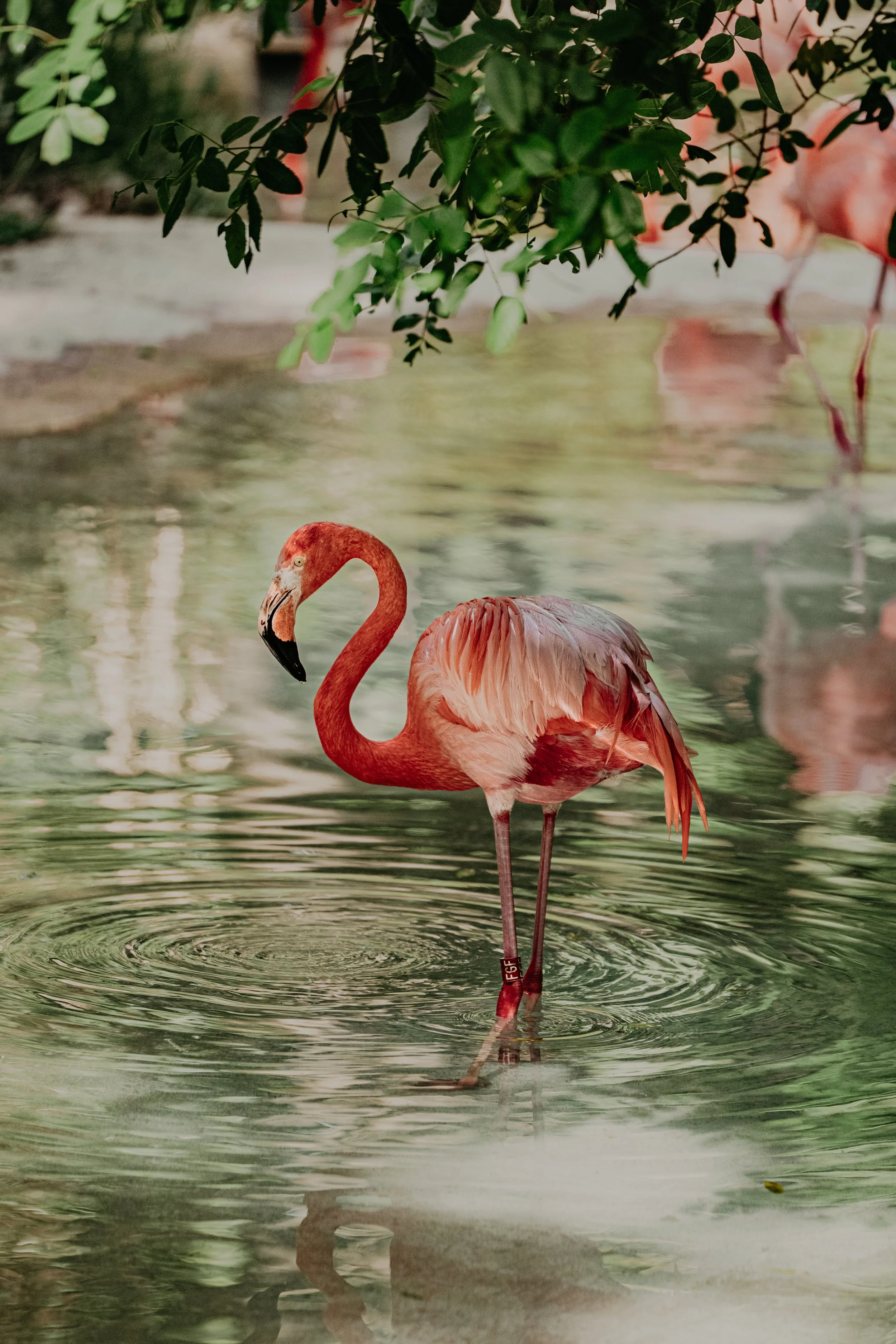 zoo_flamingo.jpg