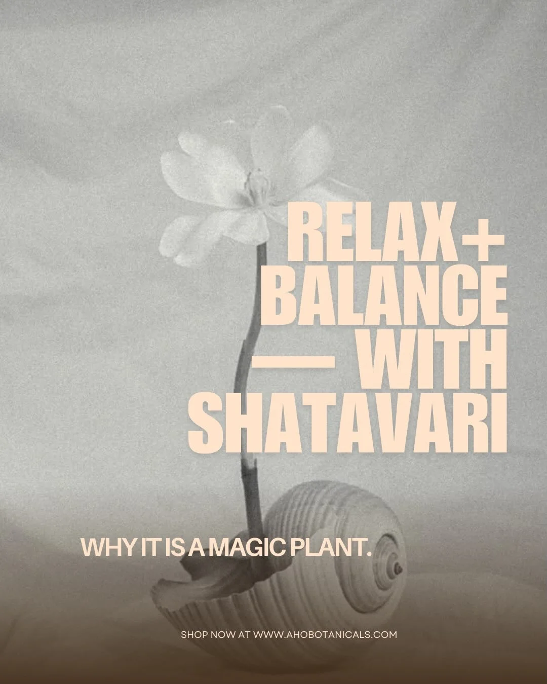 La plante magique par excellence: le Shatavari 💟

Racine indienne mill&eacute;naire qui est r&eacute;put&eacute;e pour booster la libido, l&rsquo;hydratation interne et soutient une bonne digestion 🌾

Riche en saponines st&eacute;roidiennes, cette 