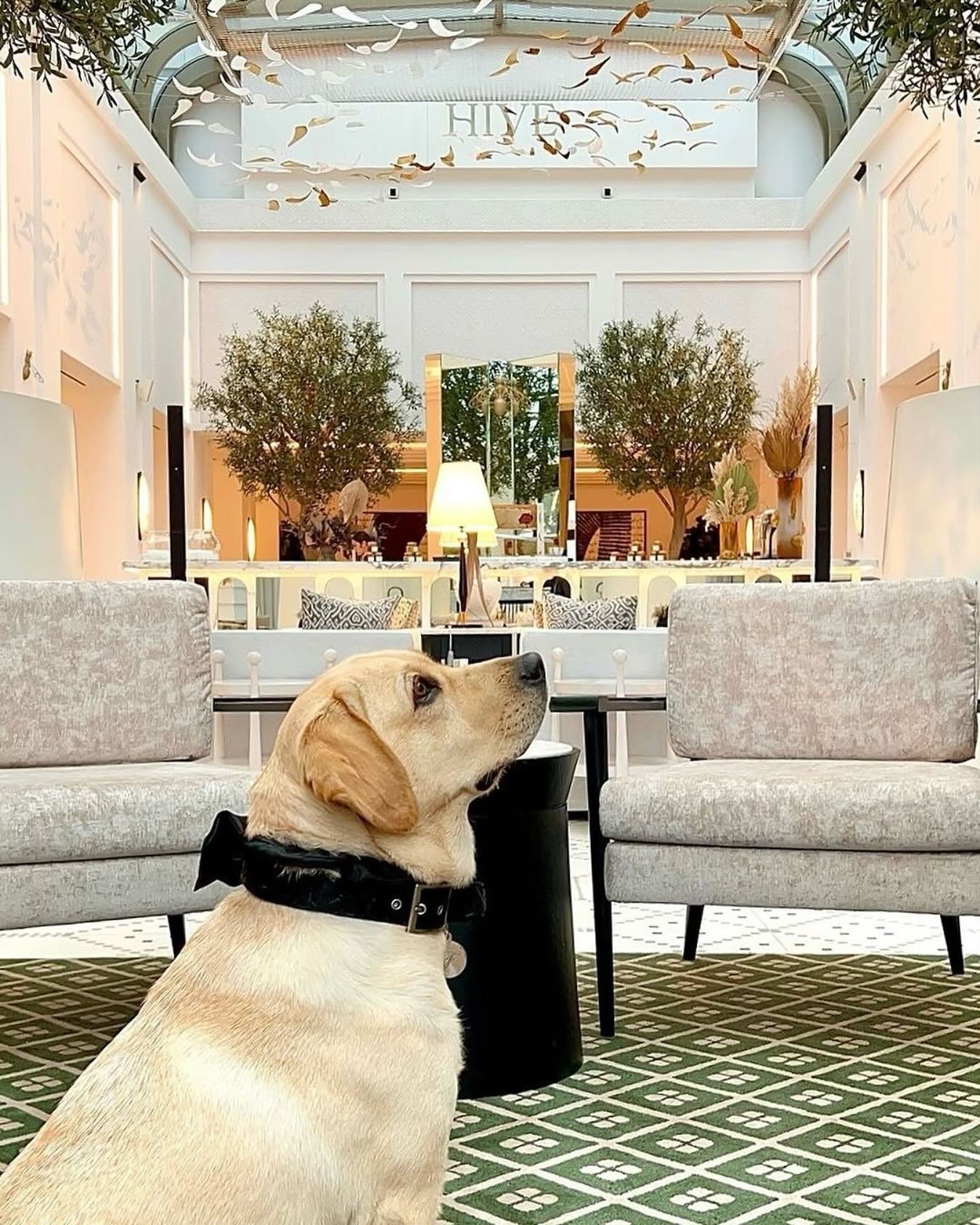 Did you know that we are pet-friendly?
Tiffany is striking a paw-se beneath crystal veil and playful shadows of La Verri&egrave;re @hive.restaurants at @fairmontlamarinarabatsale ✨
Bring your wagging tailed friends and join for an un-fur-gettable jou