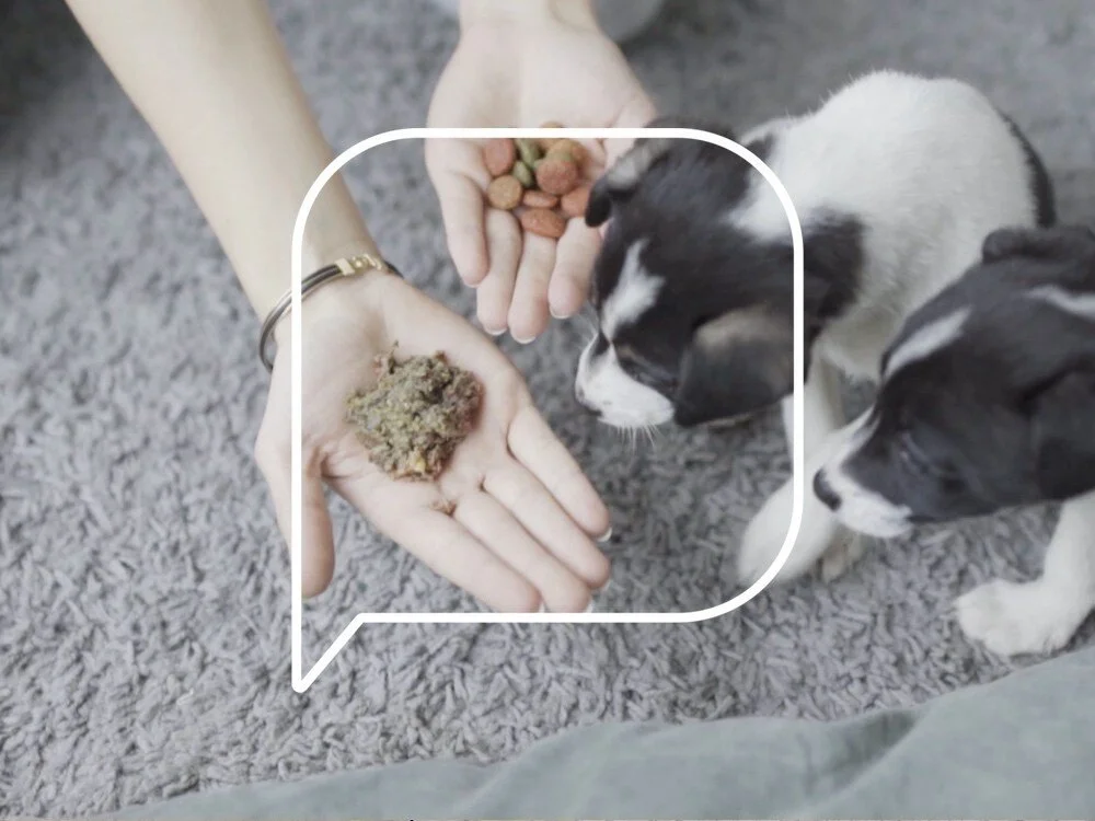 LBS | Ep. 6 Pet Food??? Part 2