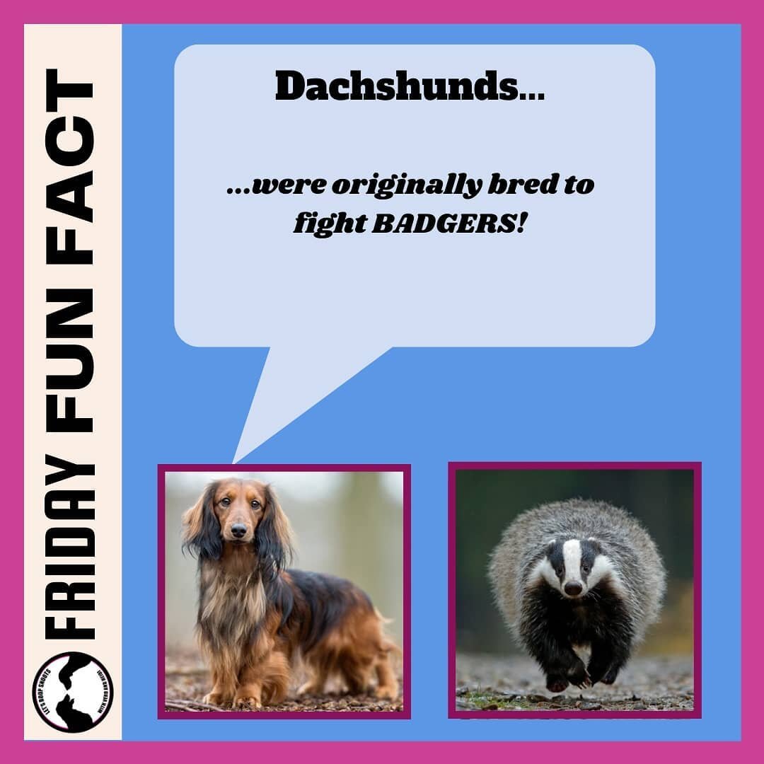 Also, &quot;Dachshunds&quot; means &quot;badger dog&quot; in German! ⁠
.⁠
.⁠
.⁠
.⁠
.⁠
.⁠
🌭⁠
.⁠
.⁠
.⁠
Image credit: AKC; The Irish Times⁠
.⁠
.⁠
#dachshunds #dachshundsofinstagram #dachshundspictures #badgerdog #sausagedog #fridayfunfacts #funfacts #t