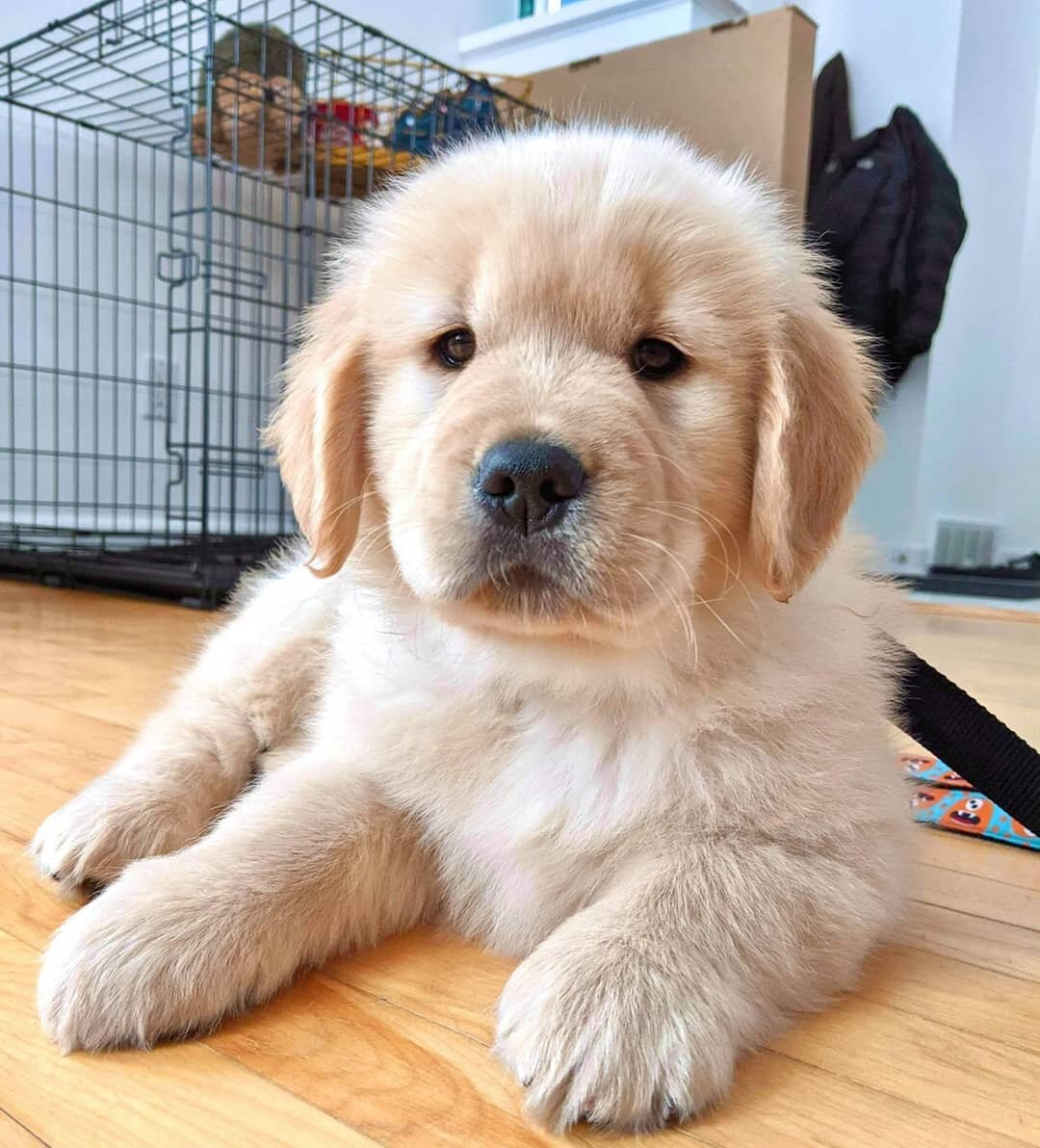 Vero has brought home her new puppy, Ralph! Welcome to the Let's Boop Snoots family Ralphie! Listen in to Episode 31 🔗 link in bio 🔗 to hear about Ralph's first week at home. ⁠
.⁠
.⁠
.⁠
.⁠
.⁠
.⁠
.⁠
.⁠
.⁠
.⁠
#pupsofgolden #puppylove #goldenretriever