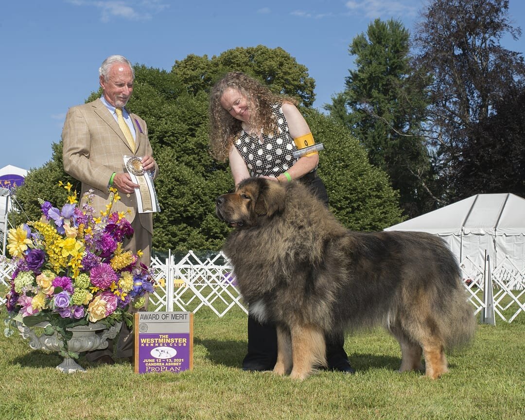 We are excited to have special guest, Kathryn Ray, in episode 41! Kathryn, a Tibetan Mastiff breeder and a competitor in the 2021 Westminster Kennel Club Dog Show with her beautiful dog Ramen, a Tibetan Mastiff, chats about her experience at the show