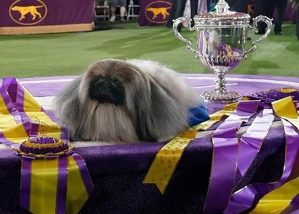 Has everyone seen this little peanut win Best In Show at the Westminster Kennel Club Dog Show?⁠
⁠
Way to go Wasabi the Pekingese!!! 👏🏼⁠
.⁠
.⁠
.⁠
.⁠
.⁠
.⁠
Image: https://www.indiatoday.in/world/story/pekingese-wasabi-wins-big-at-westminster-dog-show