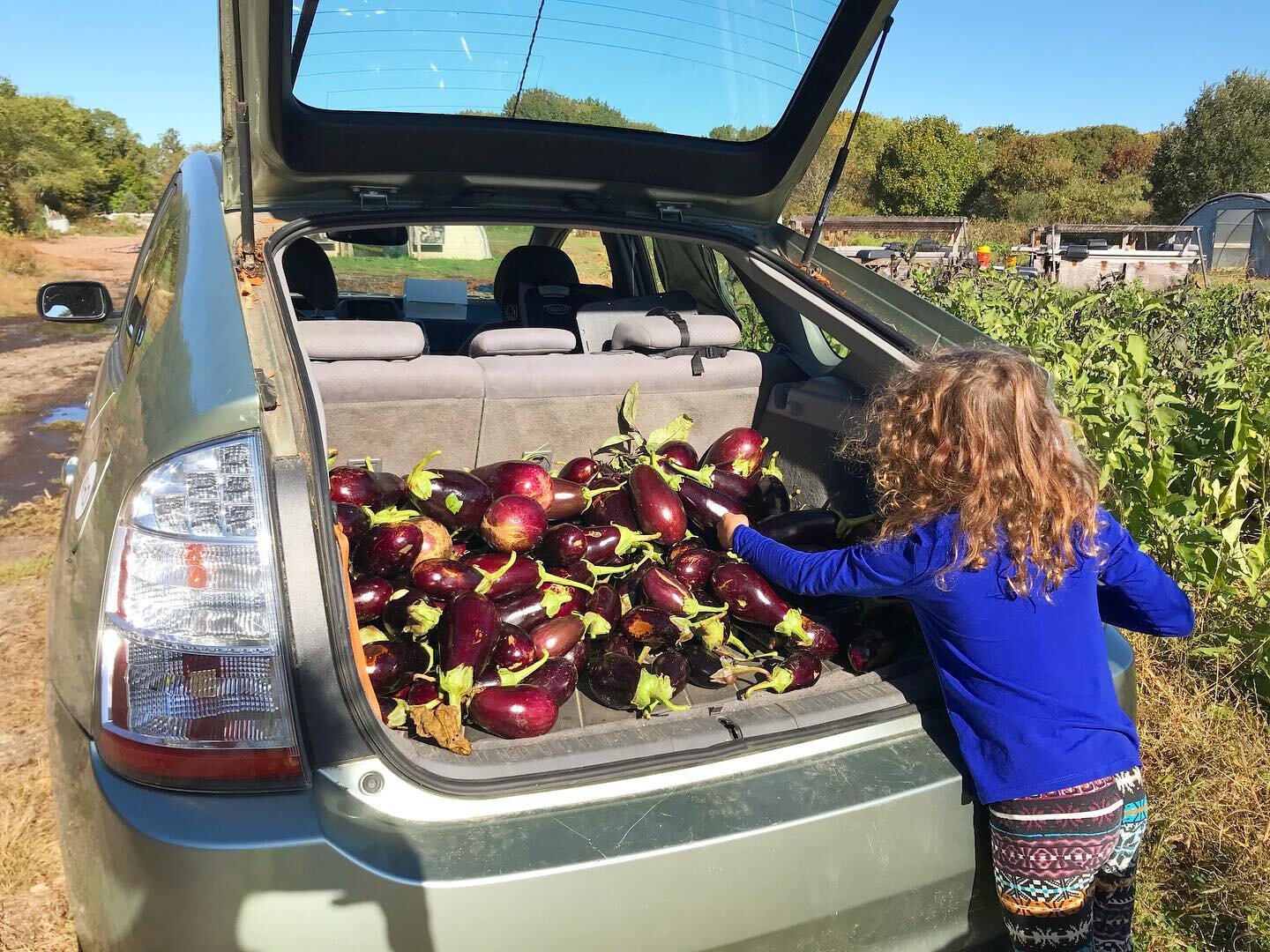 Looking for fall fun? Come join us for gleaning tomorrow from 9-10 at Pariah Dog Farm! 

The Falmouth Service Center is now accepting all food donations from 8-12 on Wednesdays. Head to the back of the service center for drop off. 

Gleaning dates fo
