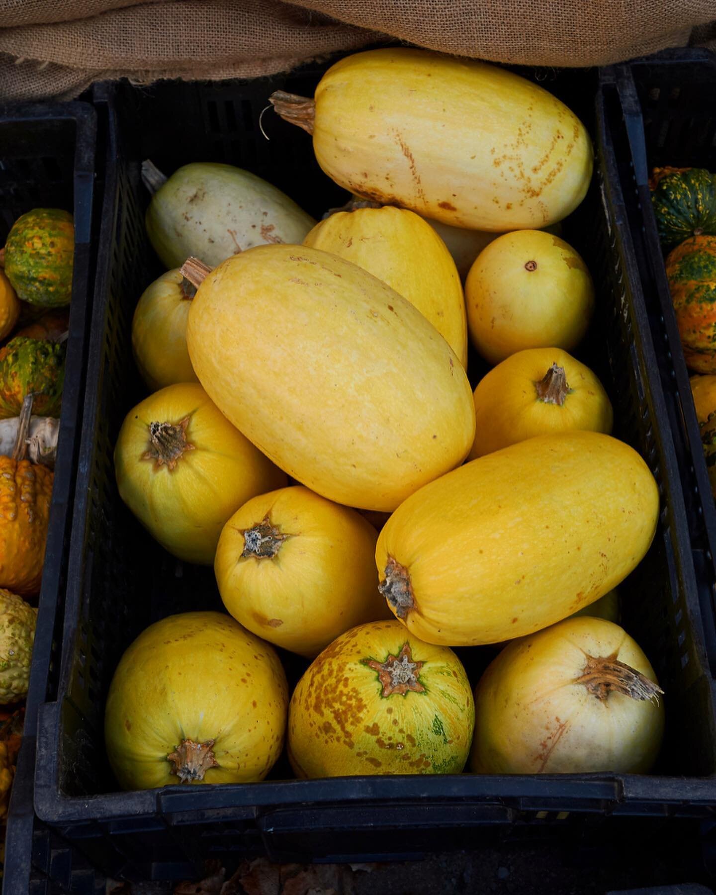 Ever see beautiful squashes like these and have no idea what to do with them? Well no more! We have tomorrow night&rsquo;s dinner planned for you! Swipe to find our new favorite spaghetti squash recipe! 

What is your favorite way to use spaghetti sq