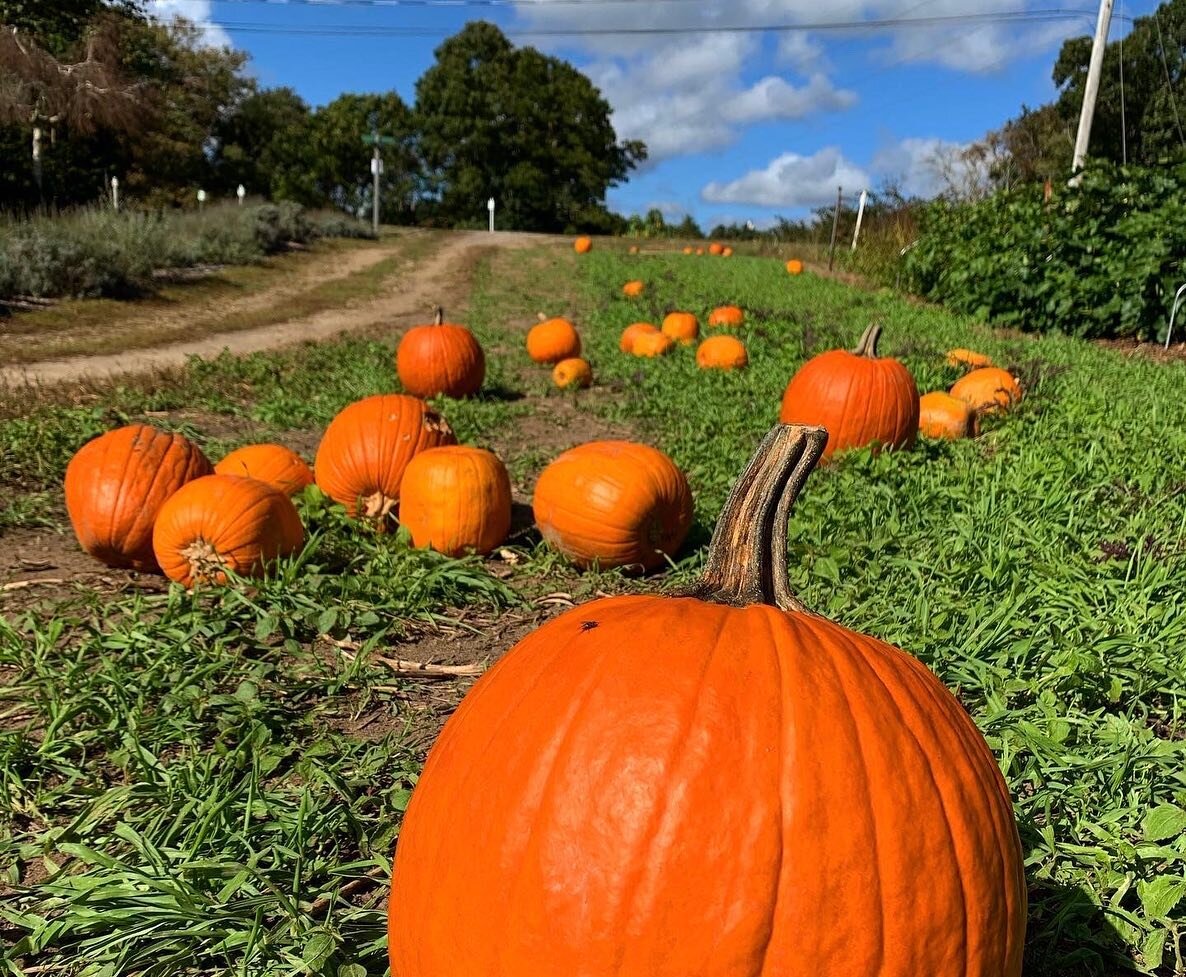 Farming Falmouth wishes you a happy and safe Halloween! Here&rsquo;s our favorite Pumpkin Mac and Cheese recipe to keep you warm tonight! 

#halloween #pumpkin #recipe #shoplocal #kidfriendlyfood #eatlocal #farm #seasonalproduce