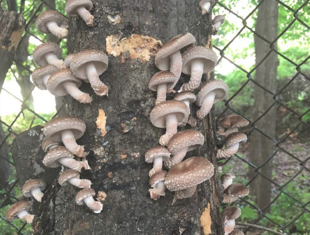 On May 22, Welcome Willie Crosby for a Hands-On Shiitake Log Workshop.