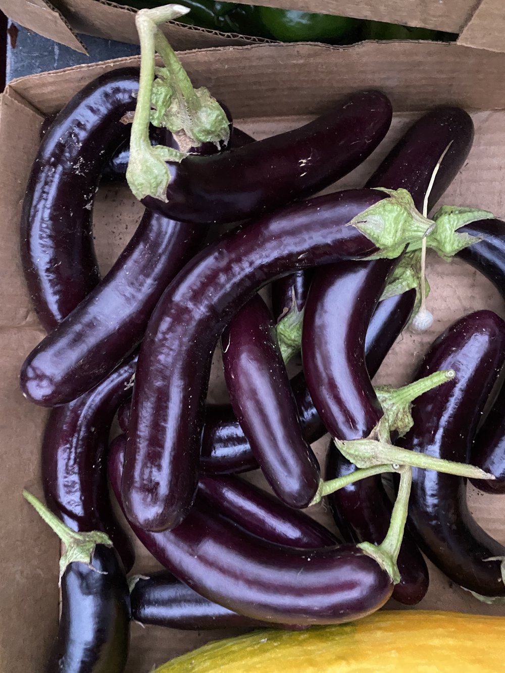 eggplant.JPG