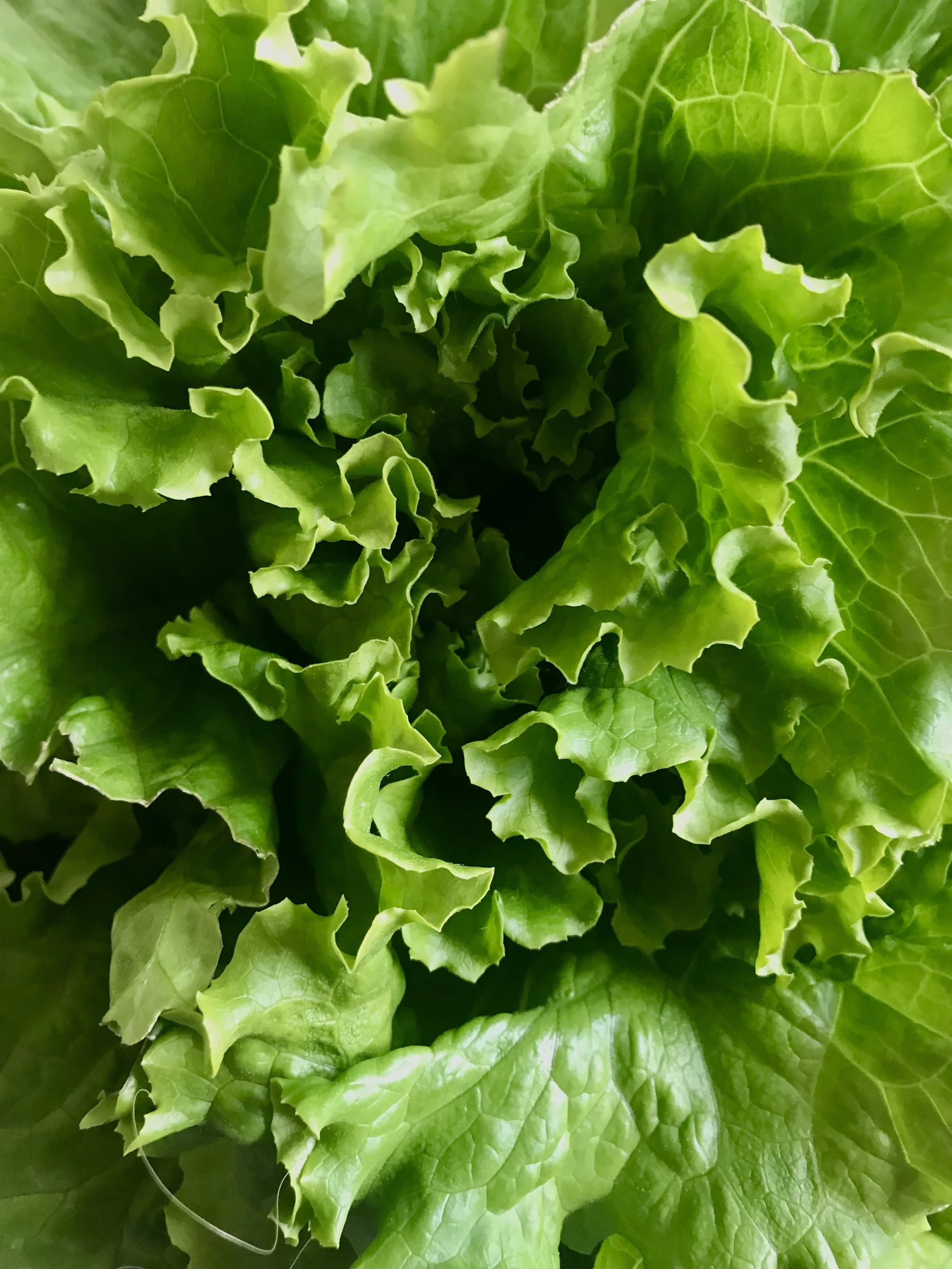 Hooray for the Gleaners!