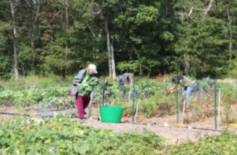 Farming Falmouth in OnCape magazine