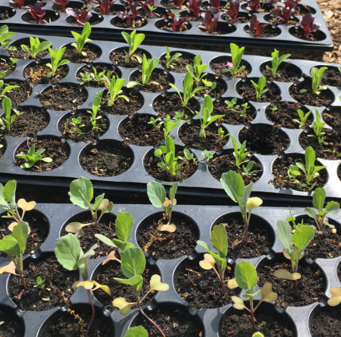 Planning Your Garden — April 4