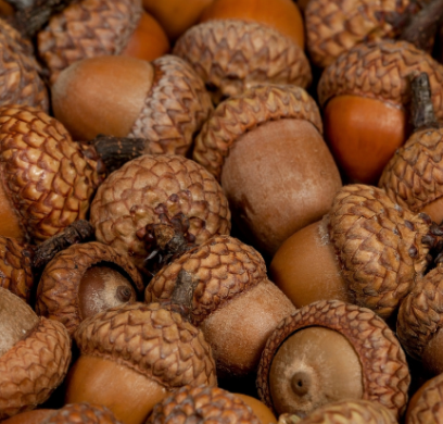 Forest Food Demo — April 8