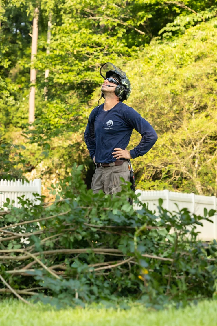 Cs Tree Raleigh Contact — Humble Tree Professionals
