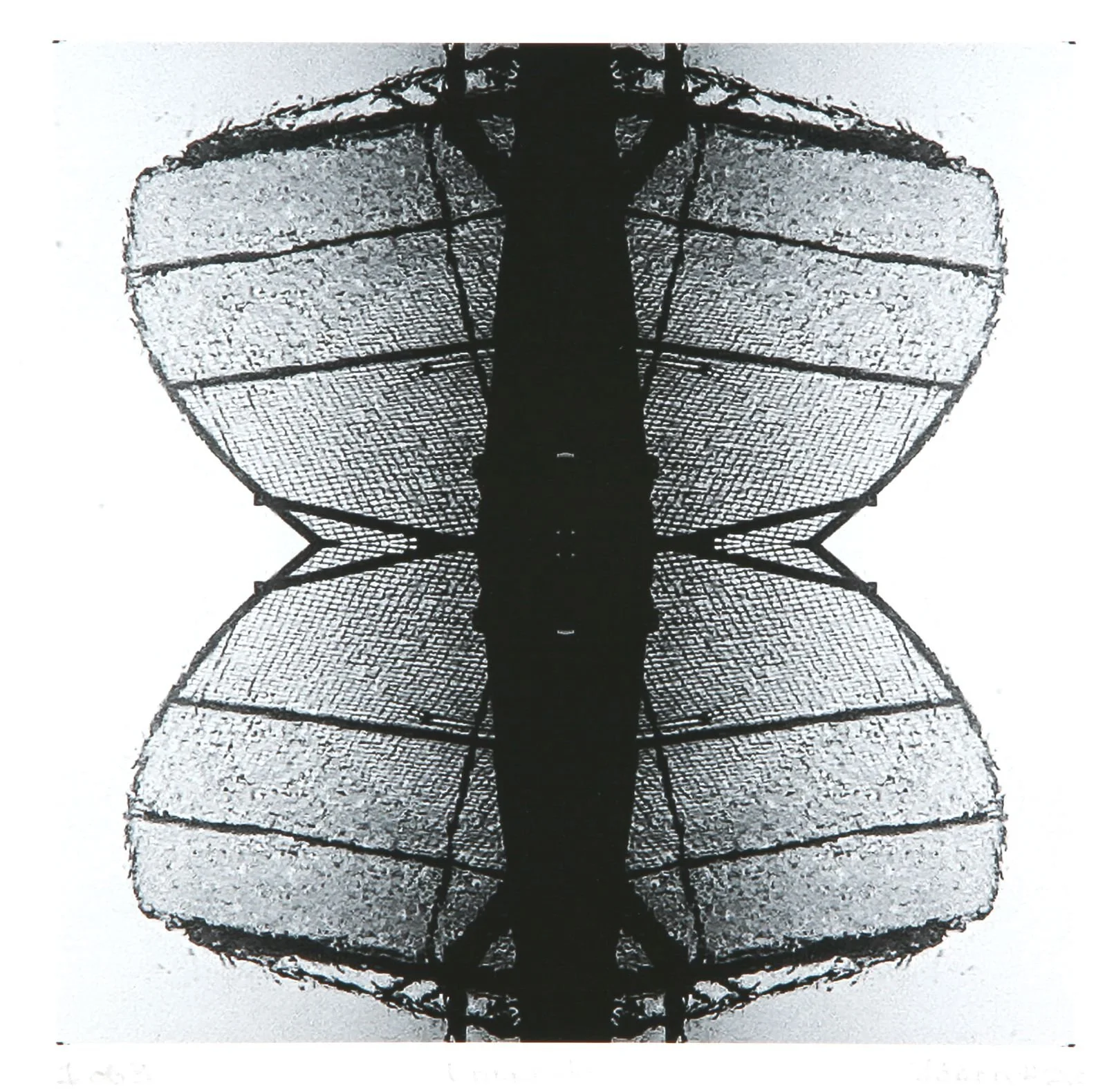 Fiona Bennett Dragonfly.JPG