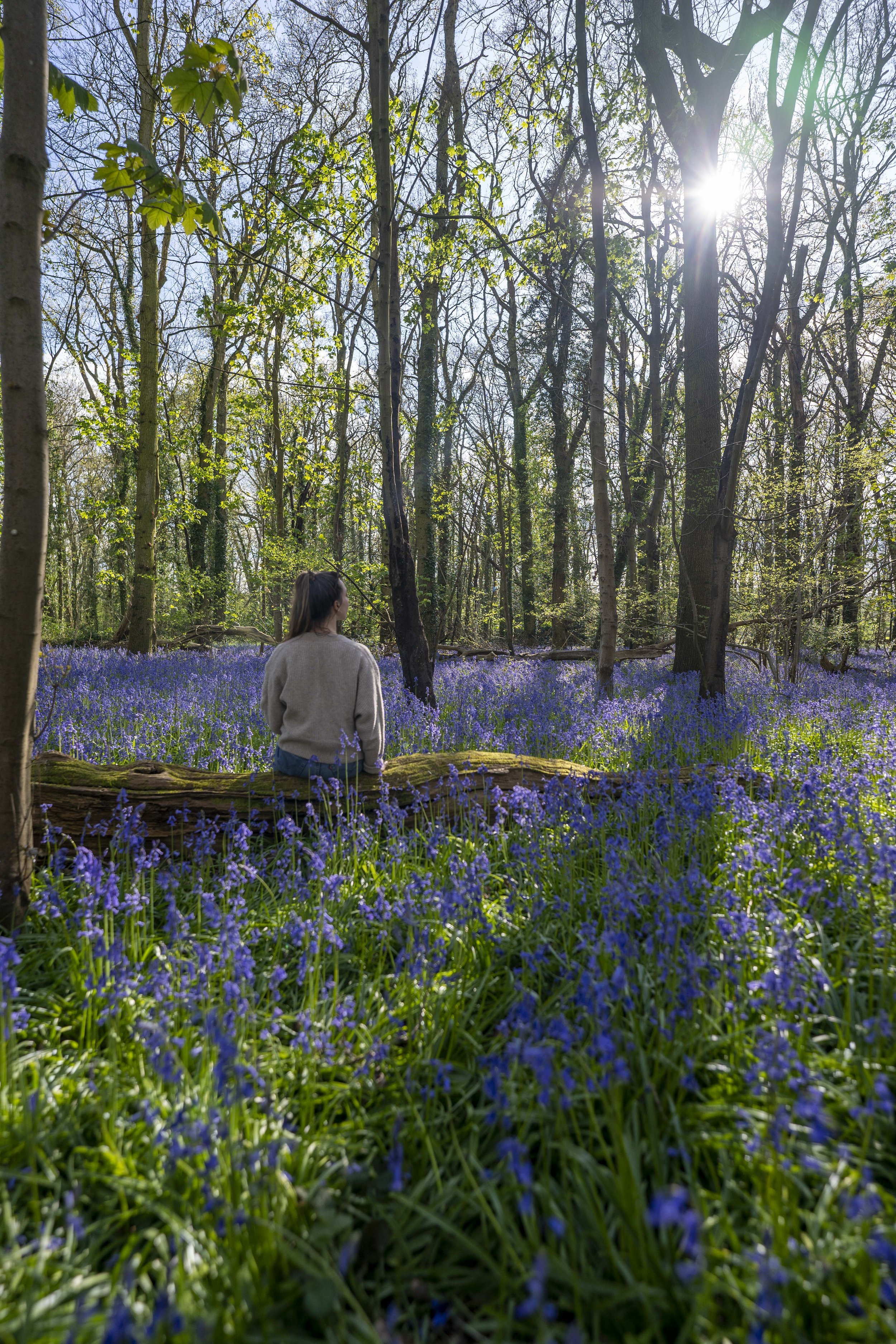  Bluebell Walk | ©Forestry England 